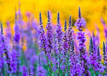 庆祝《神之亵渎》发售两周年视频发布 一场苦痛的奇迹