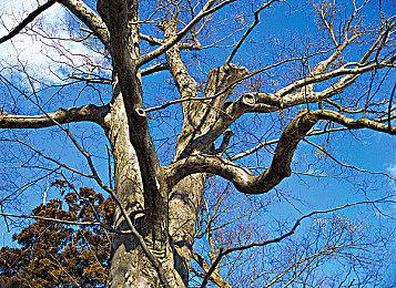 传闻：《寂静岭》专场发布会时长42分钟